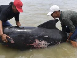 Lebih dari 50 Paus Pilot Dilaporkan Mati Setelah Terdampar di Pantai Australia