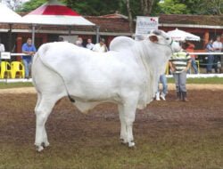 Sapi Termahal di Dunia Dibanderol dengan Harga $4,3 Juta
