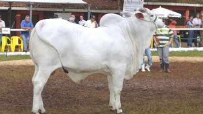 sapi termahal di dunia