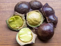Benarkah Jengkol Bisa Merusak Ginjal? Ini Kata Dokter
