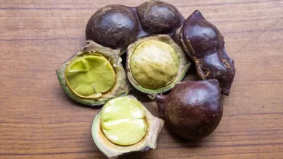 jengkol
