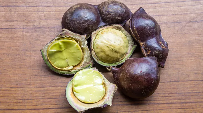 jengkol