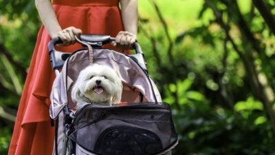 stroller anjing