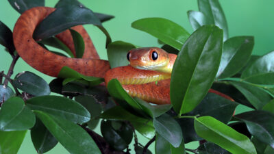 ular