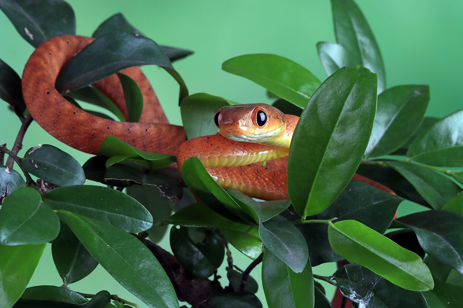 ular