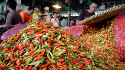 harga cabai