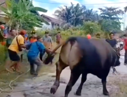 Sempat Kabur ke Kampus UPR, Sapi Kurban Berhasil Ditangkap Damkar