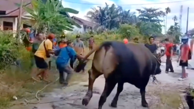sapi kurban