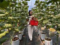 Wisata Petik Melon di Tangerang, Akaruku Cafe Tawarkan Pengalaman Unik untuk Keluarga