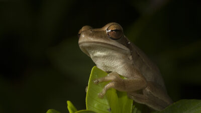 delapan katak hidup