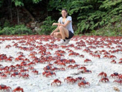 Pulau Christmas Diselimuti Jutaan Kepiting Merah