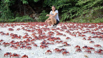 kepiting merah