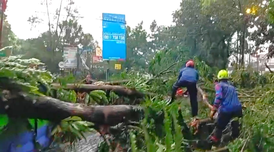 Pohon Tumbang di Sukasari Bogor Timpa Sebuah Angkot hingga Ringsek 2 Orang Selamat 2