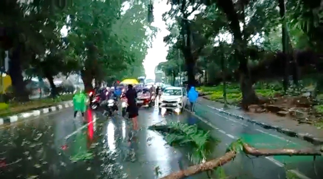 Pohon Tumbang di Sukasari Bogor Timpa Sebuah Angkot hingga Ringsek 2 Orang Selamat 3