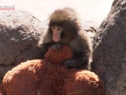 Demi Konten, Dua Turis AS Ditangkap usai Terobos Kandang Monyet di Jepang