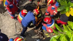 Ngamuk, Sapi Kurban di Kayu Putih Masuk Gorong-gorong