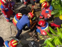 Ngamuk, Sapi Kurban di Kayu Putih Masuk Gorong-gorong
