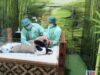 Taman Safari Siapkan Debut Perdana Bayi Panda Rio Akhir Mei 2026