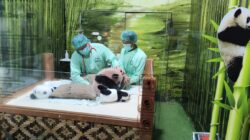 Taman Safari Siapkan Debut Perdana Bayi Panda Rio Akhir Mei 2026