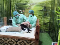 Taman Safari Siapkan Debut Perdana Bayi Panda Rio Akhir Mei 2026