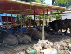 DKPP Kota Bogor Buka Bursa Hewan Kurban, Targetkan Lokasi Penjualan Terpusat di Setiap Kecamatan