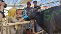 Jelang Idul Adha, DKPP Terjunkan Tim Dokter Hewan Sisir Lapak Kurban di 6 Kecamatan