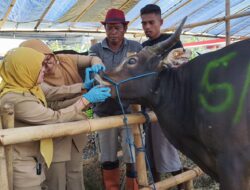 Jelang Idul Adha, DKPP Terjunkan Tim Dokter Hewan Sisir Lapak Kurban di 6 Kecamatan