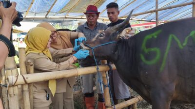Jelang Idul Adha, DKPP Terjunkan Tim Dokter Hewan Sisir Lapak Kurban di 6 Kecamatan 8 Jelang Idul Adha DKPP Kota Bogor Lakukan Pengawasan Hewan Kurban
