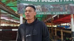 Penjualan Hewan Kurban 2026 Menurun, Sapi Bali Jadi Primadona di Lapak M. Solikhin