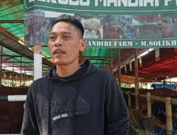 Penjualan Hewan Kurban 2026 Menurun, Sapi Bali Jadi Primadona di Lapak M. Solikhin