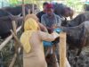 H-1 Idul Adha, DKPP Kota Bogor Pastikan Hewan Kurban di Enam Kecamatan Sehat dan Layak