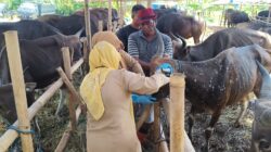 H-1 Idul Adha, DKPP Kota Bogor Pastikan Hewan Kurban di Enam Kecamatan Sehat dan Layak 3 WhatsApp Image 2026 05 26 at 22.02.27