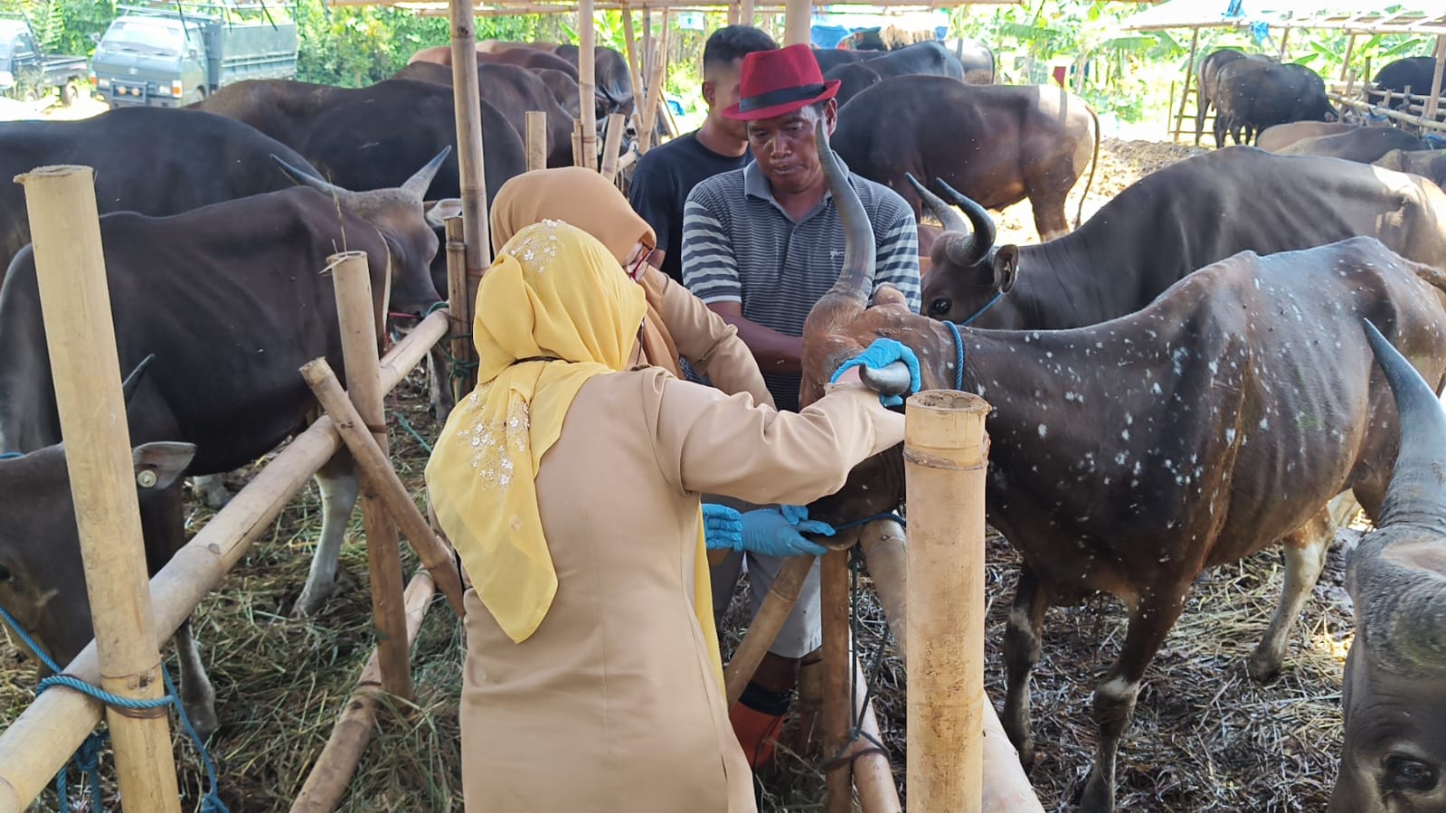 H-1 Idul Adha, DKPP Kota Bogor Pastikan Hewan Kurban di Enam Kecamatan Sehat dan Layak 1 WhatsApp Image 2026 05 26 at 22.02.27