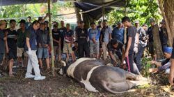 Sapi Prabowo Dipotong di Kayumanis, 1.000 Kantong Daging Dibagikan ke Warga
