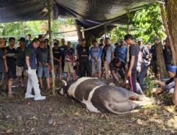 Sapi Prabowo Dipotong di Kayumanis, 1.000 Kantong Daging Dibagikan ke Warga