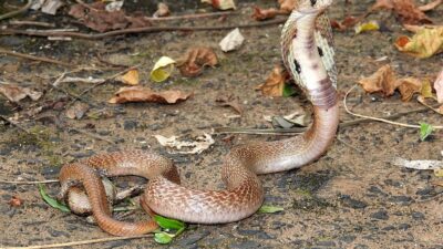 Indian Cobra Naja naja by Dr Raju Kasambe DSCN4991 1