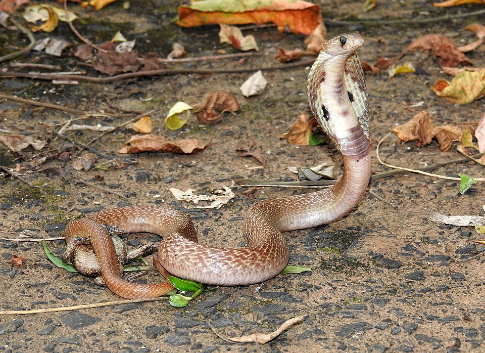 Indian Cobra Naja naja by Dr Raju Kasambe DSCN4991 1