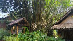 KLH Tantang Ahli Sediakan Jutaan Bibit Bambu untuk Hijaukan Hektare Lahan Kritis