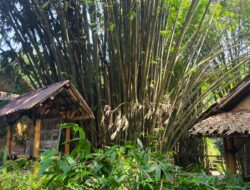 KLH Tantang Ahli Sediakan Jutaan Bibit Bambu untuk Hijaukan Hektare Lahan Kritis