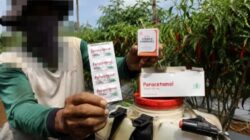 Heboh Paracetamol Jadi ‘Pupuk’ Cabai, Kementan Beri Peringatan