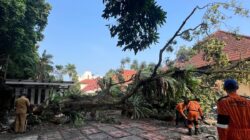 Akar Lapuk, Pohon Kelengkeng Setinggi 15 Meter Tumbang di Tanah Sareal