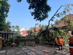 Akar Lapuk, Pohon Kelengkeng Setinggi 15 Meter Tumbang di Tanah Sareal