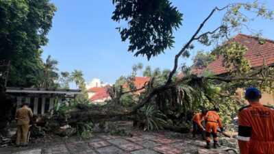 Akar Lapuk, Pohon Kelengkeng Setinggi 15 Meter Tumbang di Tanah Sareal