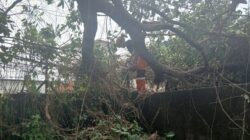 Dahan Pohon Rambutan Patah Timpa Halaman Kantor UDC di Bogor