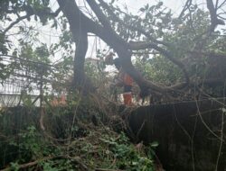 Dahan Pohon Rambutan Patah Timpa Halaman Kantor UDC di Bogor