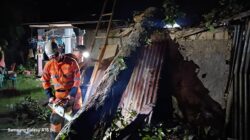 BPBD Kota Bogor Catat Dua Kejadian Pohon Tumbang Akibat Cuaca Ekstrem