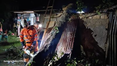 BPBD Kota Bogor Catat Dua Kejadian Pohon Tumbang Akibat Cuaca Ekstrem