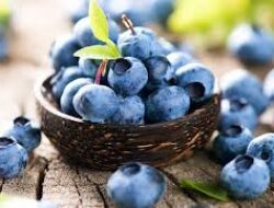 Blueberry Berpotensi Bantu Mencegah Osteoporosis, Ini Kata Peneliti