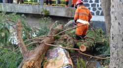 Batang Rapuh Diterjang Angin, Pohon Pete Cina Tumbang di Kebon Pedes Bogor 6 WhatsApp Image 2026 07 06 at 22.34.58