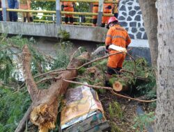Batang Rapuh Diterjang Angin, Pohon Pete Cina Tumbang di Kebon Pedes Bogor